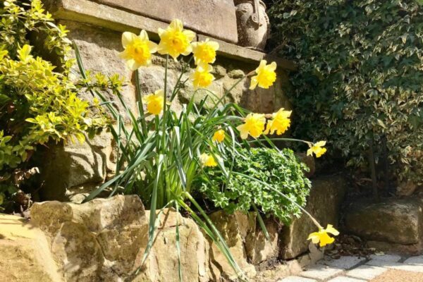 Daffodils | Baslow Holiday Cottages - Near Chatsworth House | Peak District