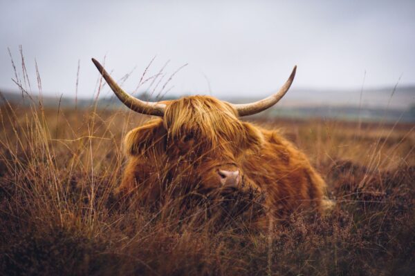 Cow | Peak District Holiday Cottages - Chatsworth House & Ladybower Reservoir