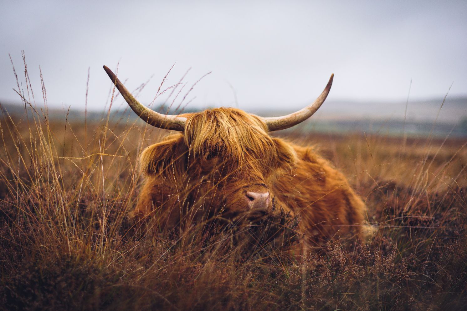 Cow | Peak District Holiday Cottages - Chatsworth House & Ladybower Reservoir
