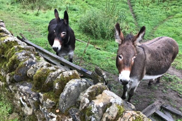 Donkeys | Bakewell Holiday Cottages - Near Chatsworth House | Peak District