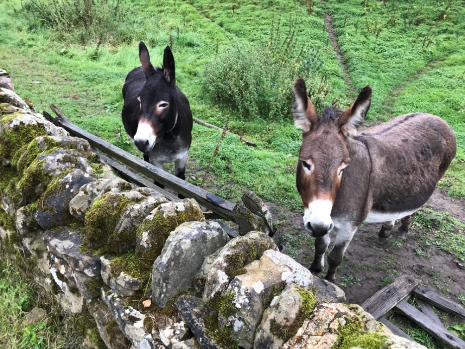 Donkeys | Bakewell Holiday Cottages - Near Chatsworth House | Peak District