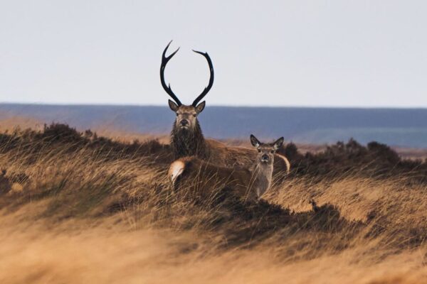 Stag and Deer | Bakewell Holiday Cottages - Near Chatsworth House | Peak District