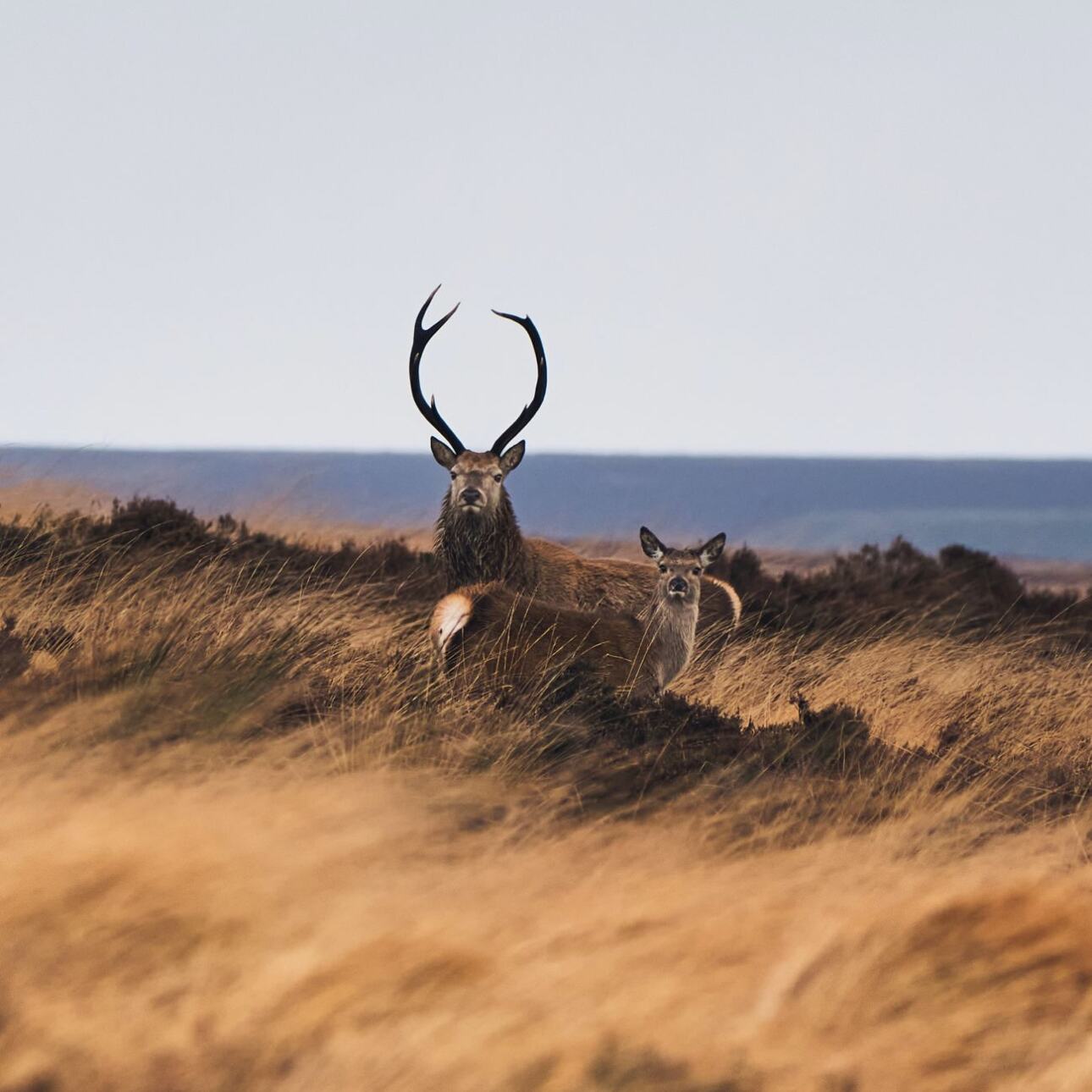 Stag and Deer | Bakewell Holiday Cottages - Near Chatsworth House | Peak District