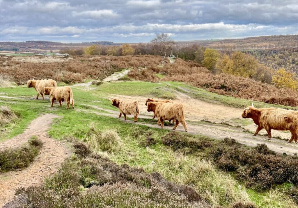 Baslow Edge and Cows | Baslow holiday cottages - Near Chatsworth House | Peak District