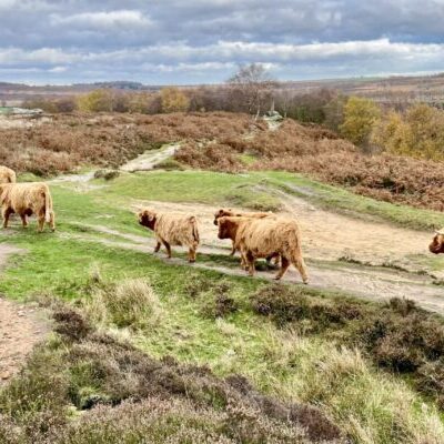 Baslow Edge and Cows | Baslow holiday cottages - Near Chatsworth House | Peak District